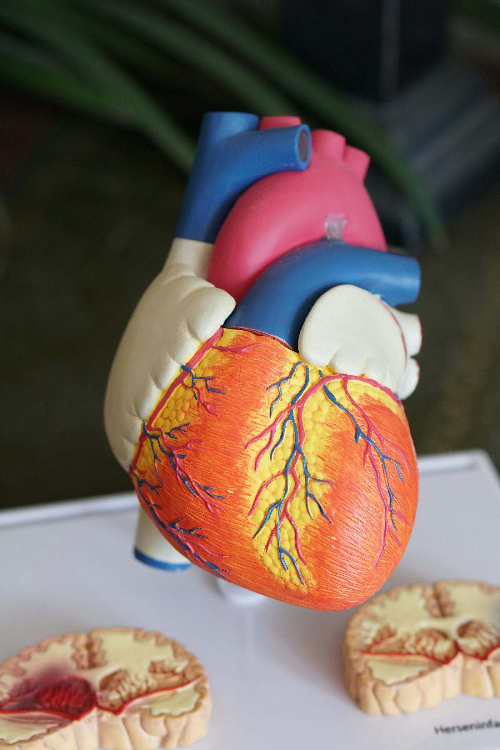 An anatomical model of a human heart used in cardiovascular research